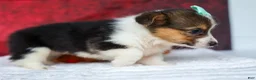 Welsh Corgi Pembroke dogs for sale: Amara🌸 - Ad 12