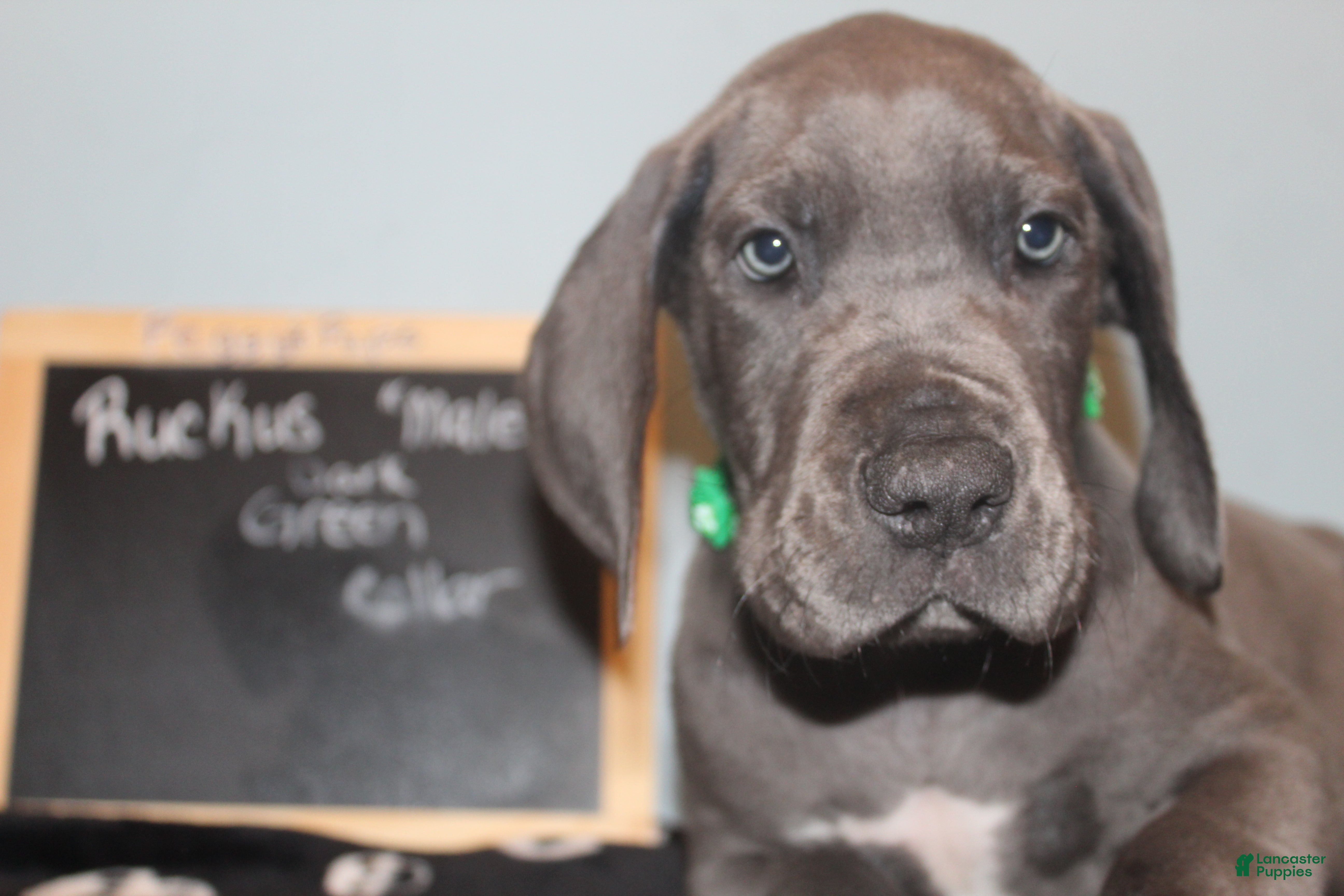 Great Dane dogs Ruckus - Ad 18