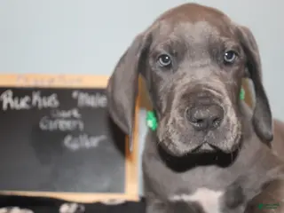 Great Dane dogs Ruckus - Ad 34
