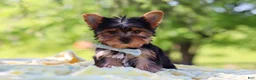 Yorkshire Terrier dogs for sale: Drake - Ad 5