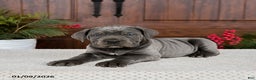 Cane Corso dogs for sale: Turbo - Ad 4