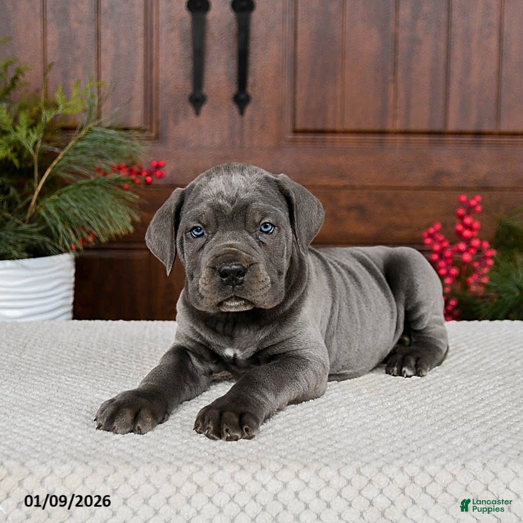 Cane Corso dogs for sale: Turbo - Ad 4