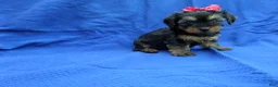 Yorkshire Terrier dogs for sale: Jackie - Ad 1