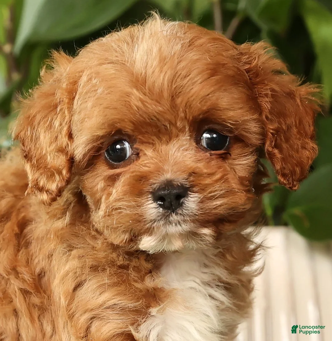 Cavapoo dogs for sale: Iris - Ad 9