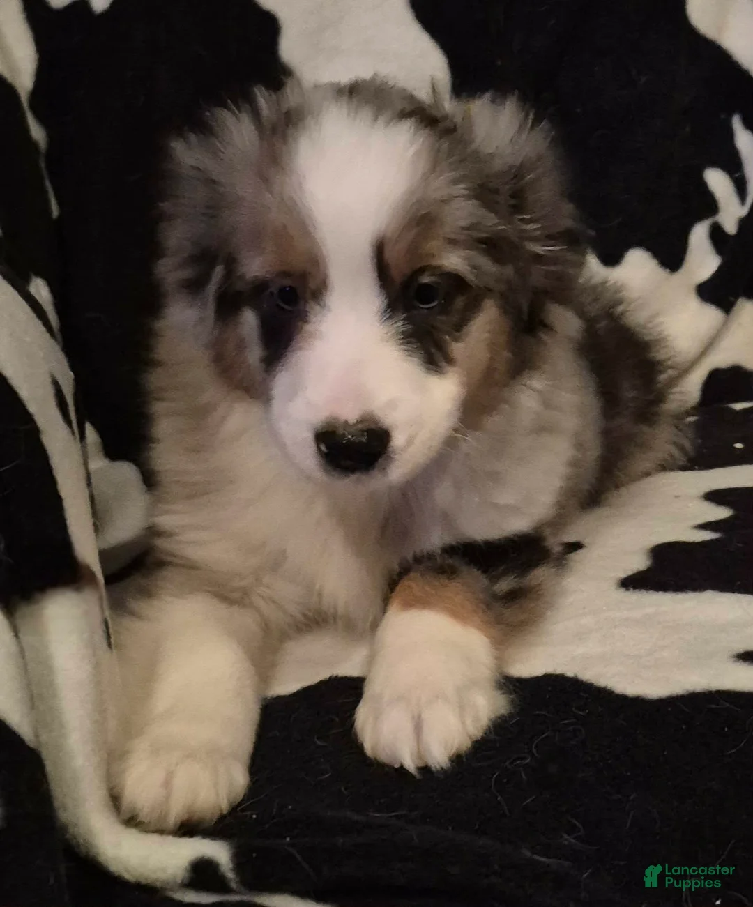 Toy Australian Shepherd dogs for sale: Toy Australian Shepherd Puppy 2 - Ad 3