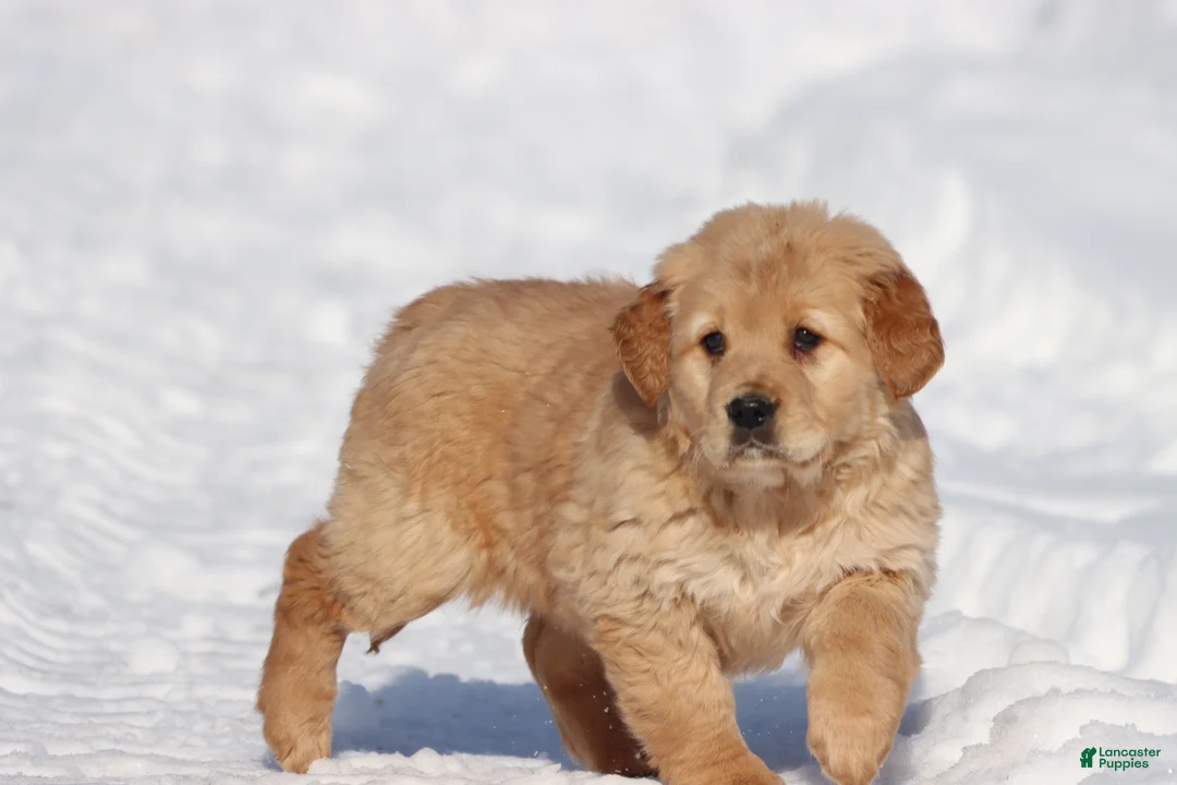 Golden Retriever dogs for sale: Daisy  - Ad 1