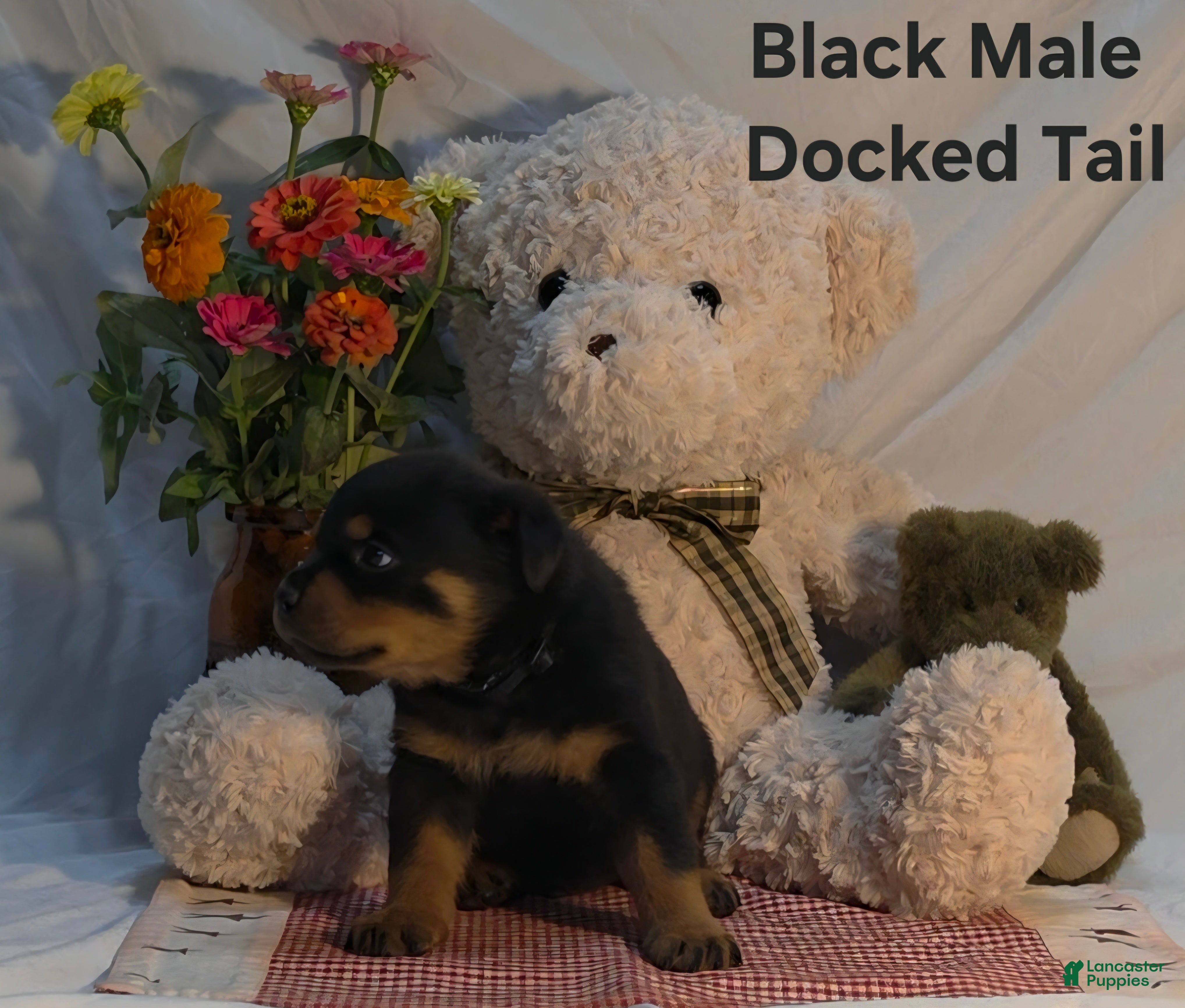 Rottweiler dogs Black - Ad 2