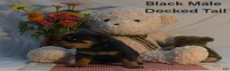 Rottweiler dogs for sale: Black - Ad 2