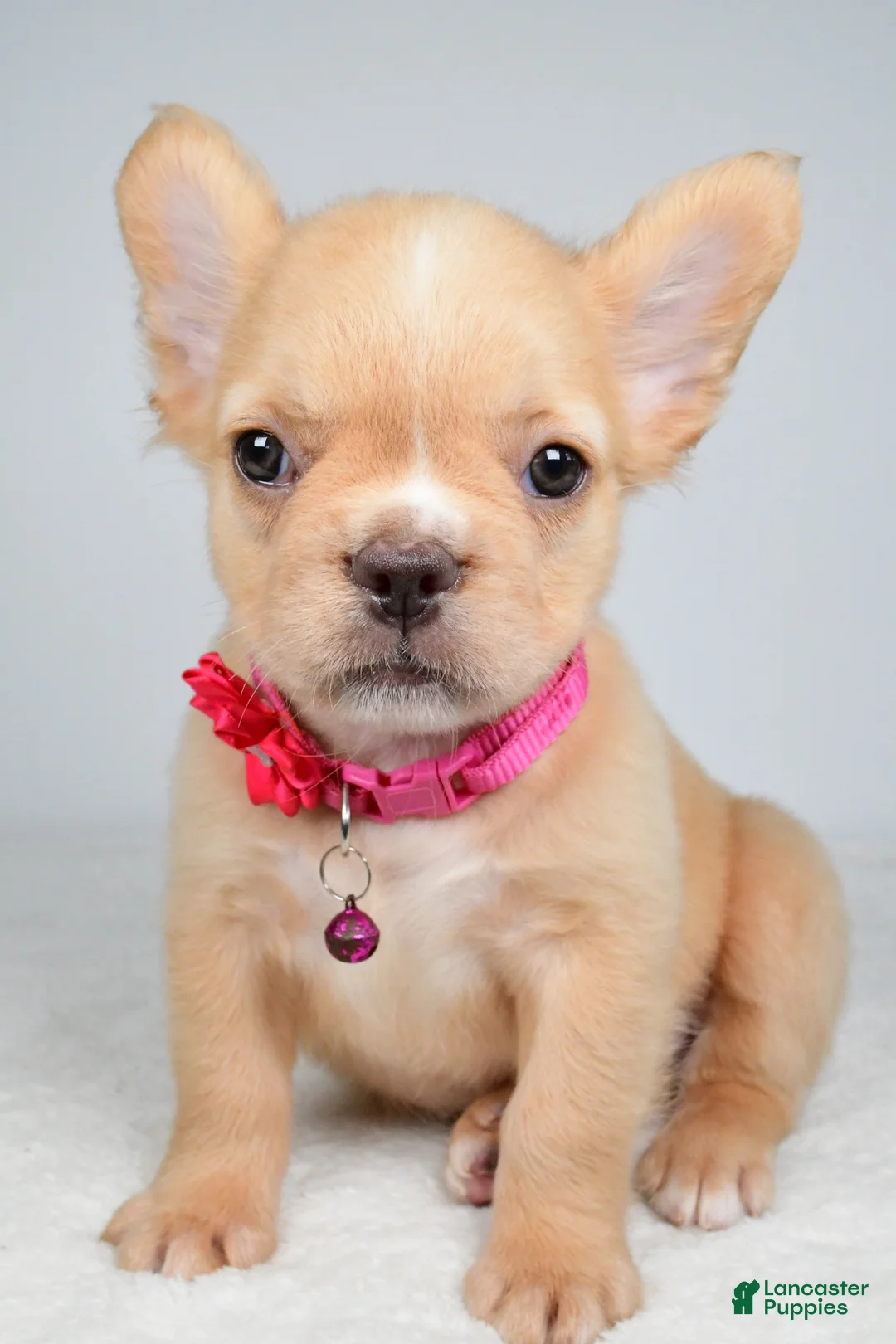 French Bulldog dogs for sale: Penny - Ad 1