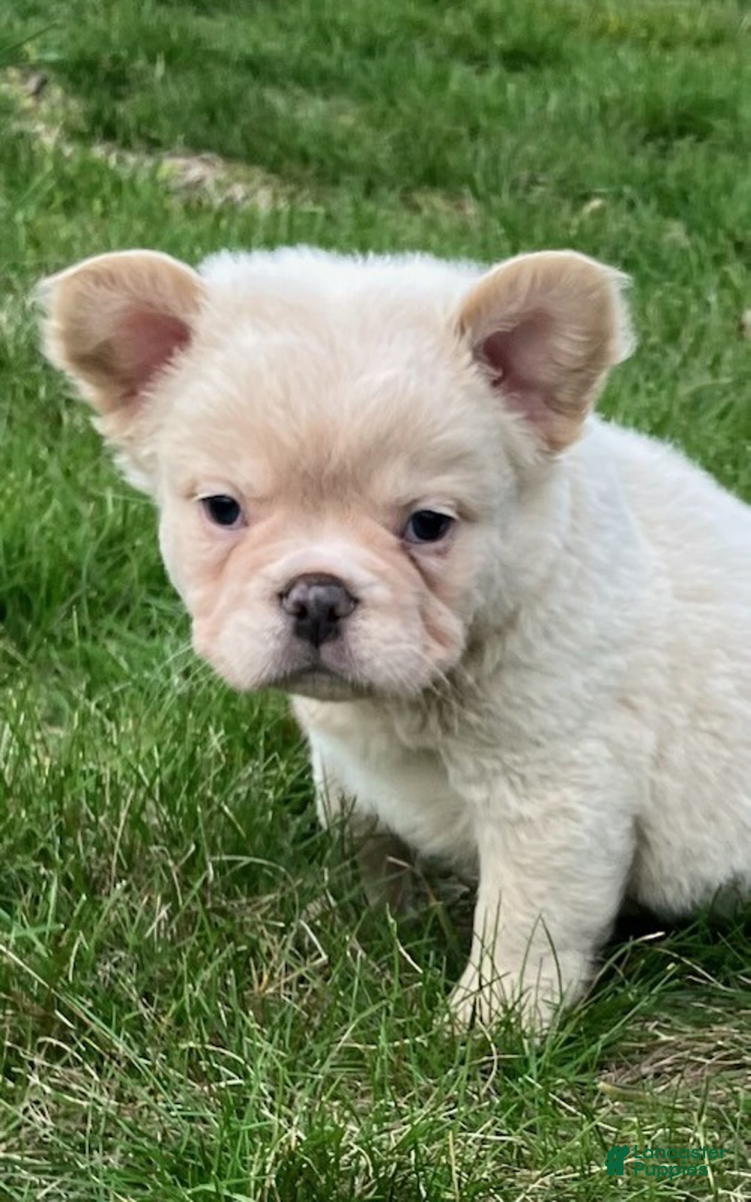 French Bulldog dogs for sale: Snowflake - Ad 4