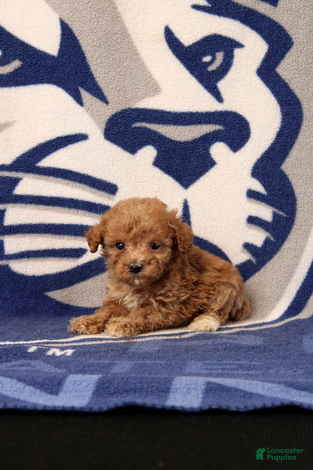 Toy Poodle dogs for sale: Jane - Ad 1