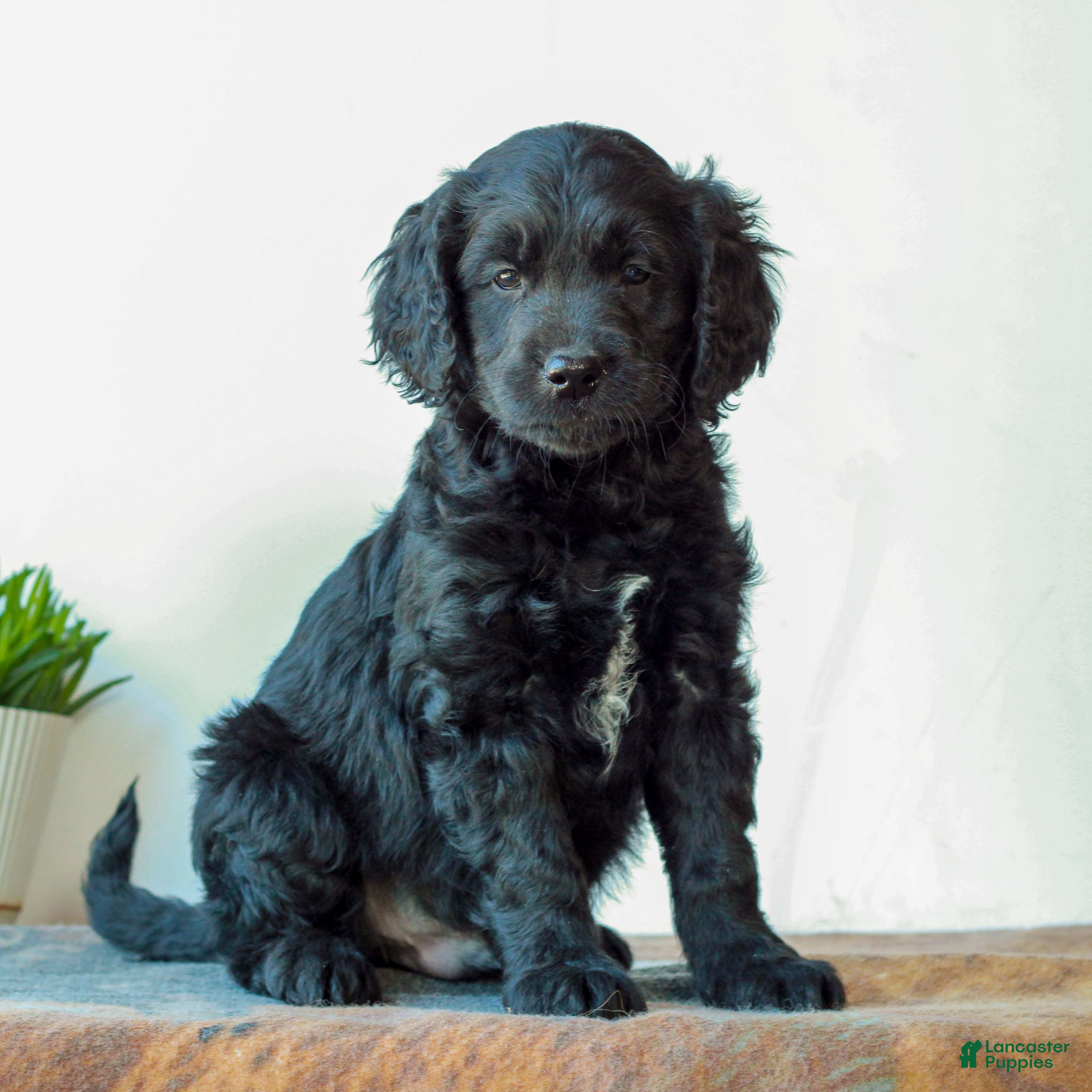 Mini Goldendoodle dogs Beckett  - Ad 1