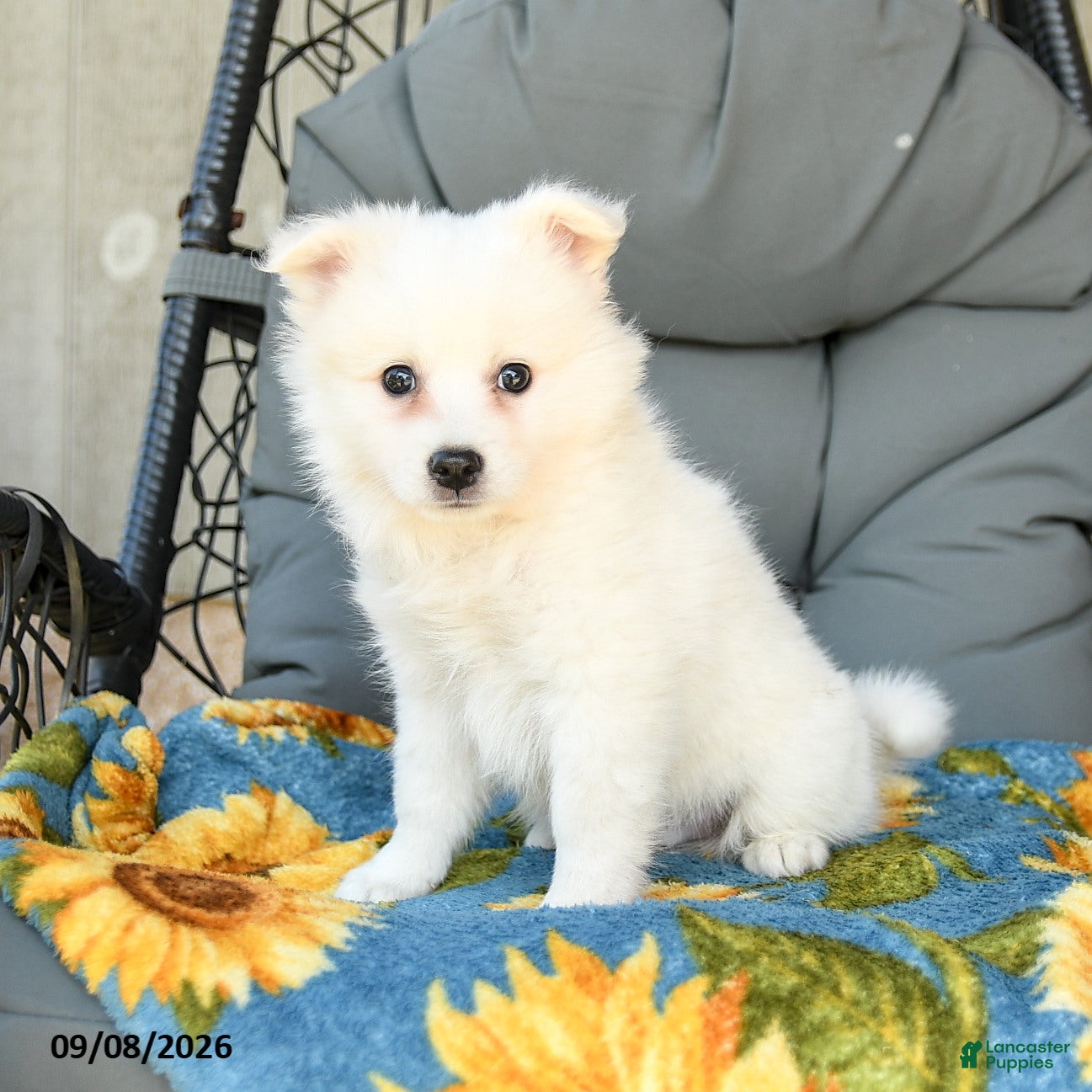 American Eskimo dogs Frankie - Ad 1