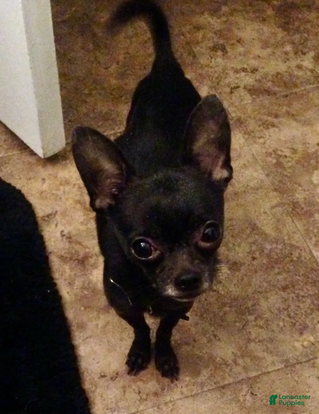 Chihuahua dogs for sale: Black merle boy - Ad 2