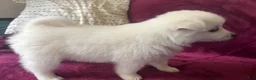 American Eskimo dogs for sale: Kiah - Ad 3