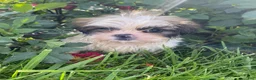 Shih Tzu dogs for sale: Max - Ad 8