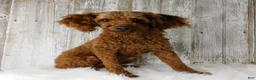 Cavapoo dogs for sale: Kara - Ad 5