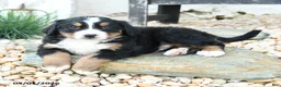 Bernese Mountain Dog dogs for sale: Big Ben - Ad 3