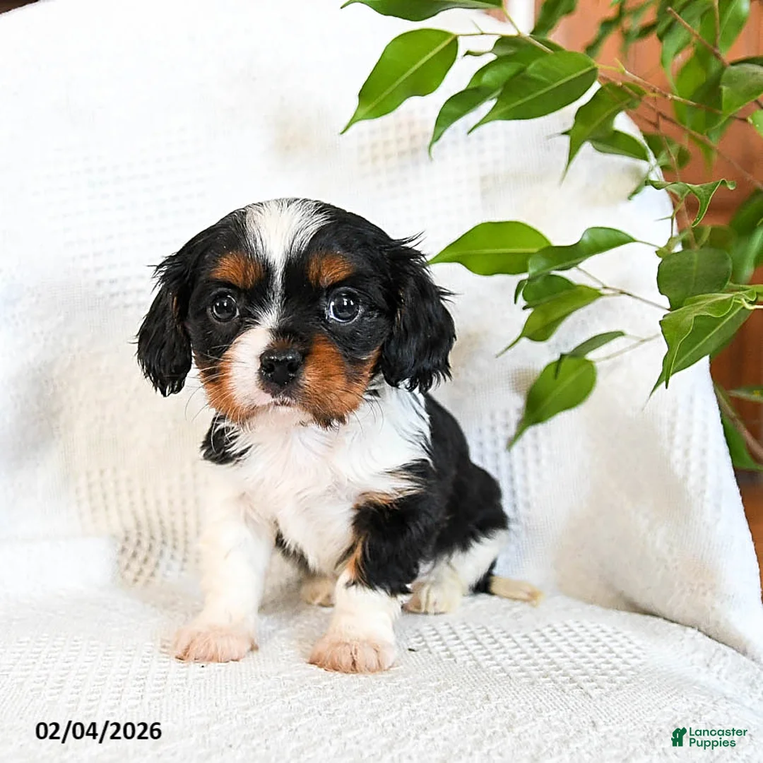 Mixed Breed dogs for sale: Macchiato - Ad 1