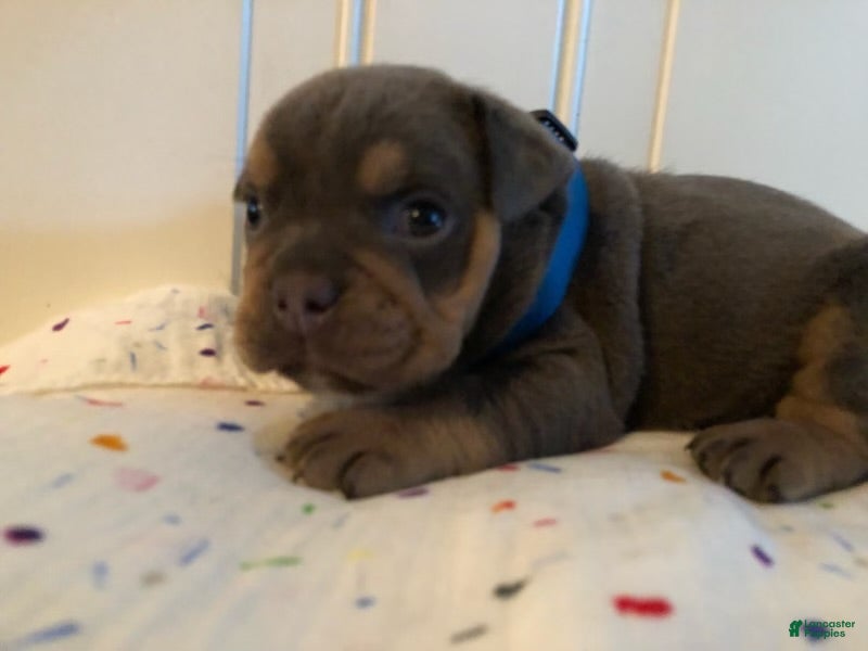 English Bulldog dogs English Bulldog Puppy 4 - Ad 2