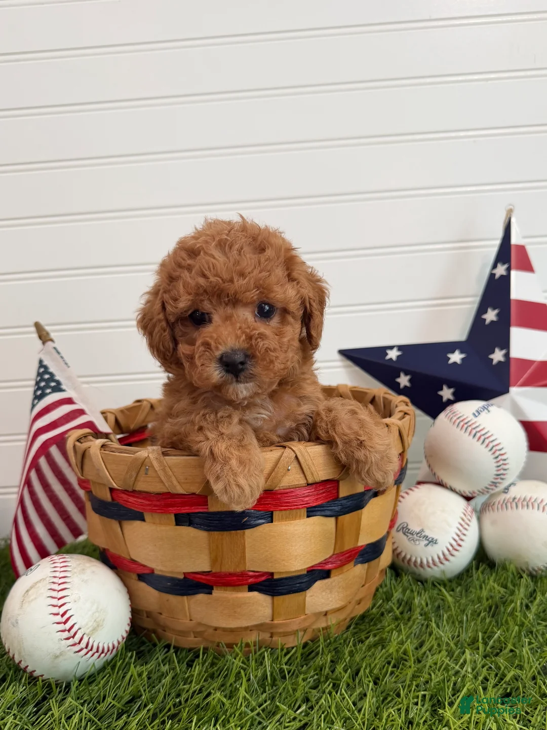 Cavapoo dogs for sale: Wrigley - Ad 1
