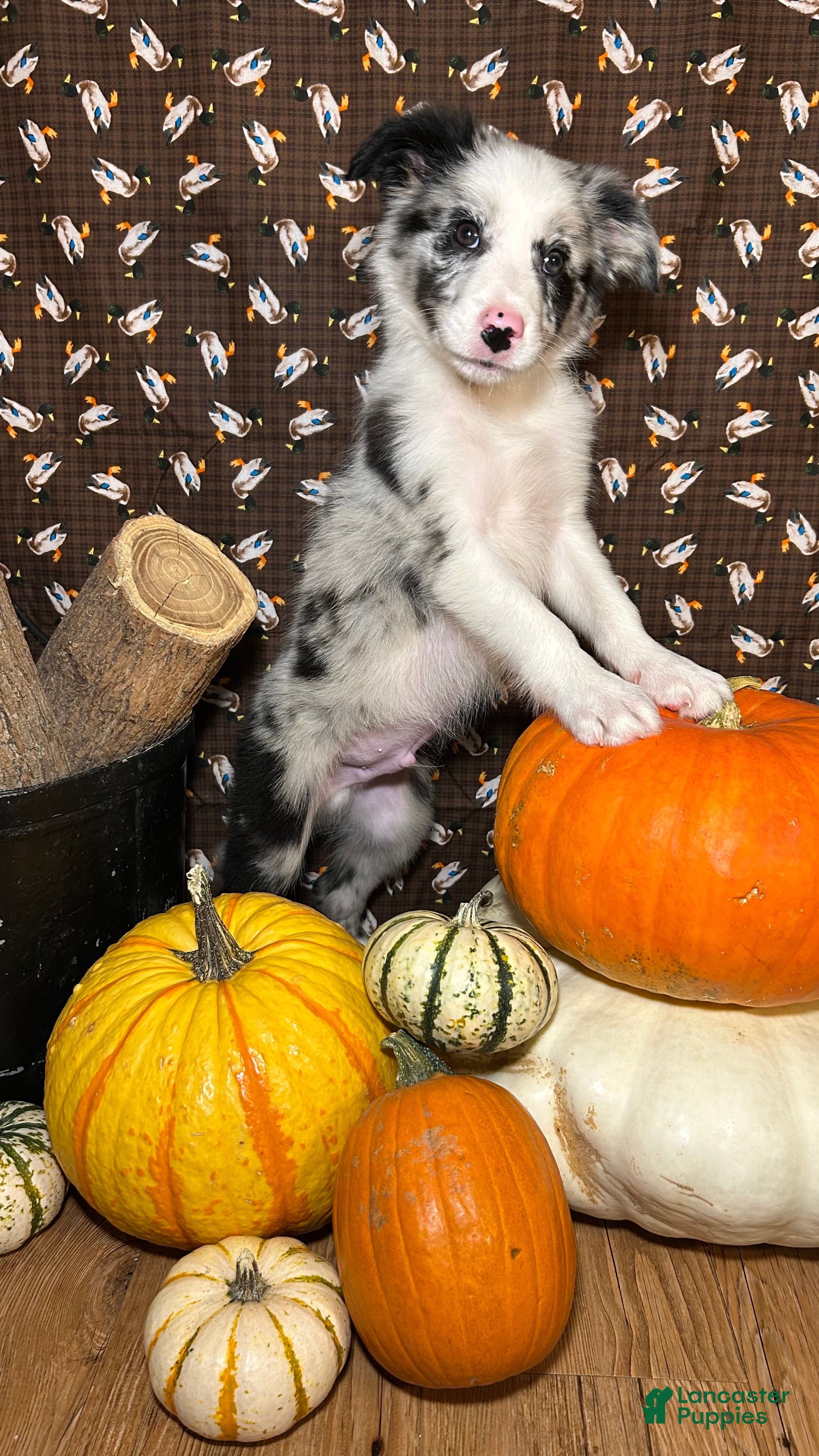 Border Collie dogs for sale: Bill Gaither - Ad 1