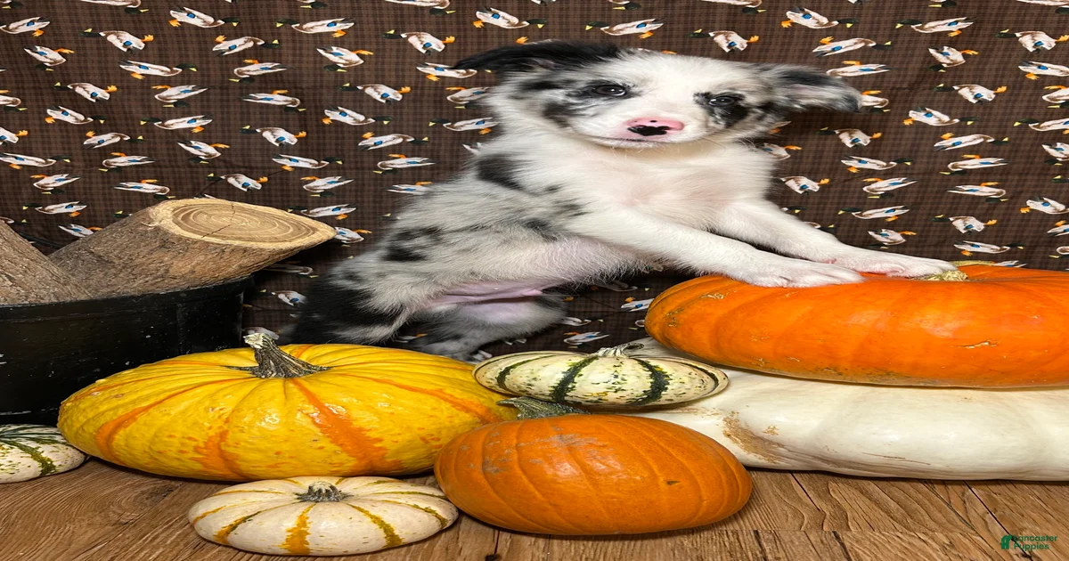 Border Collie Puppies for sale in Kentucky | Lancaster Puppies