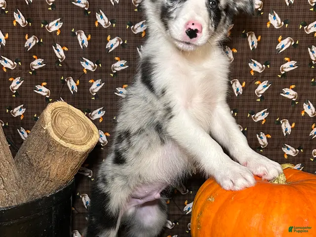 Border Collie dogs for sale: Bill Gaither - Ad 1