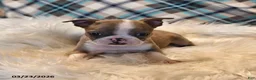 Boston Terrier dogs for sale: Cheyenne - Ad 15