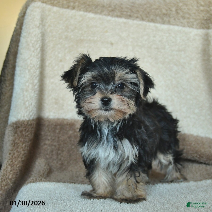 Morkie dogs Tiny - Ad 1