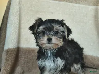 Morkie dogs Tiny - Ad 1