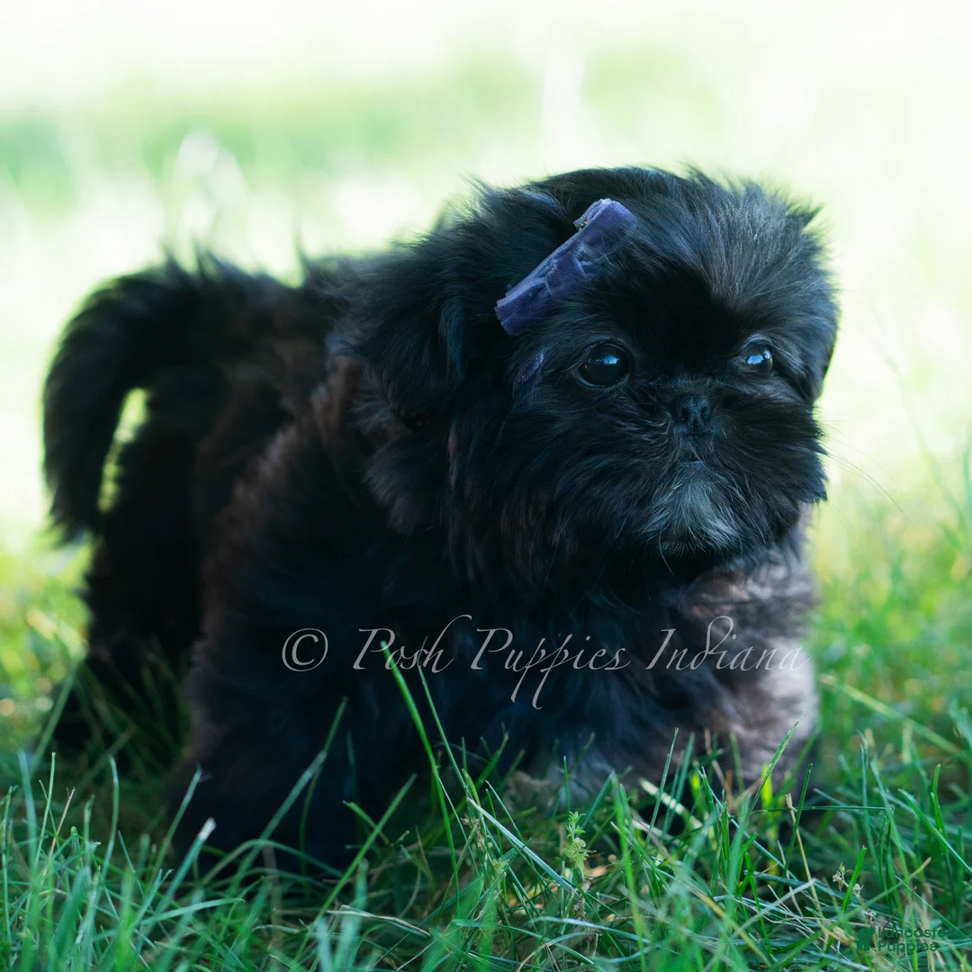 Shih Tzu dogs for sale: Rose - Ad 2