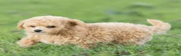 Maltipoo dogs for sale: Minnie Maltipoo  - Ad 4