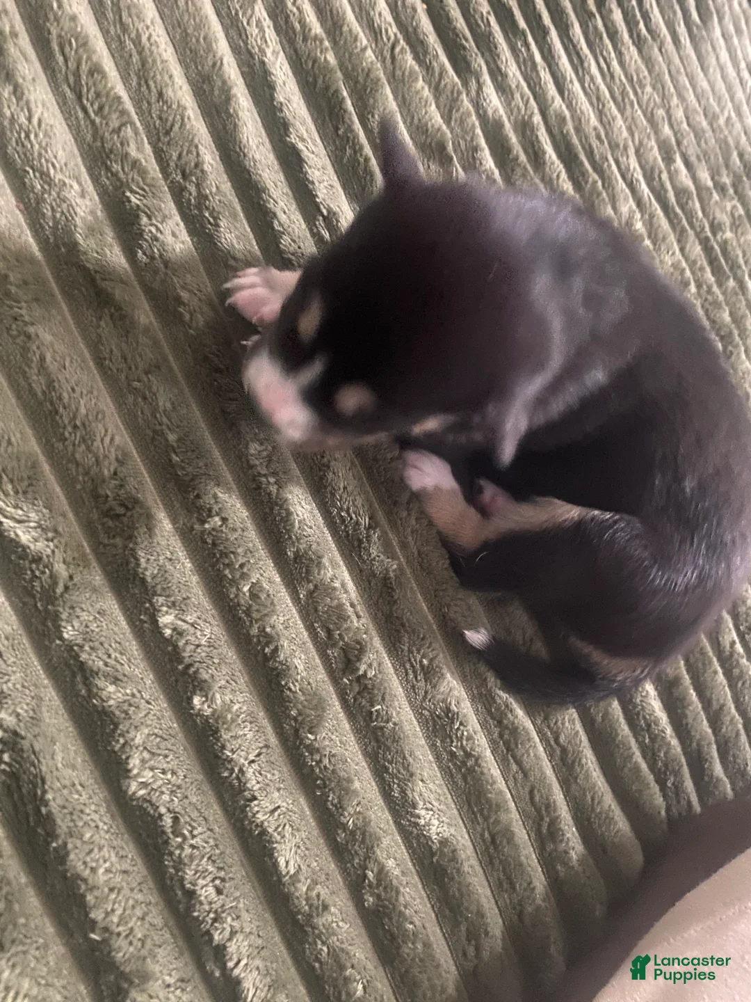 Mixed Breed dogs for sale: Light  - Ad 2