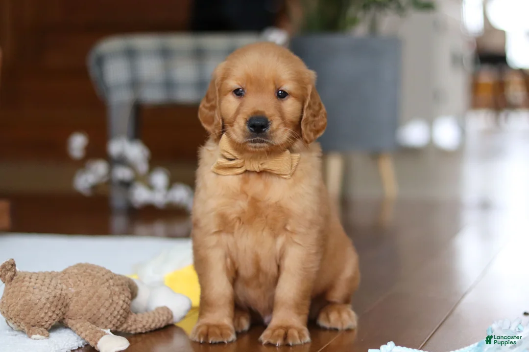Golden Retriever dogs for sale: Alex - Ad 7