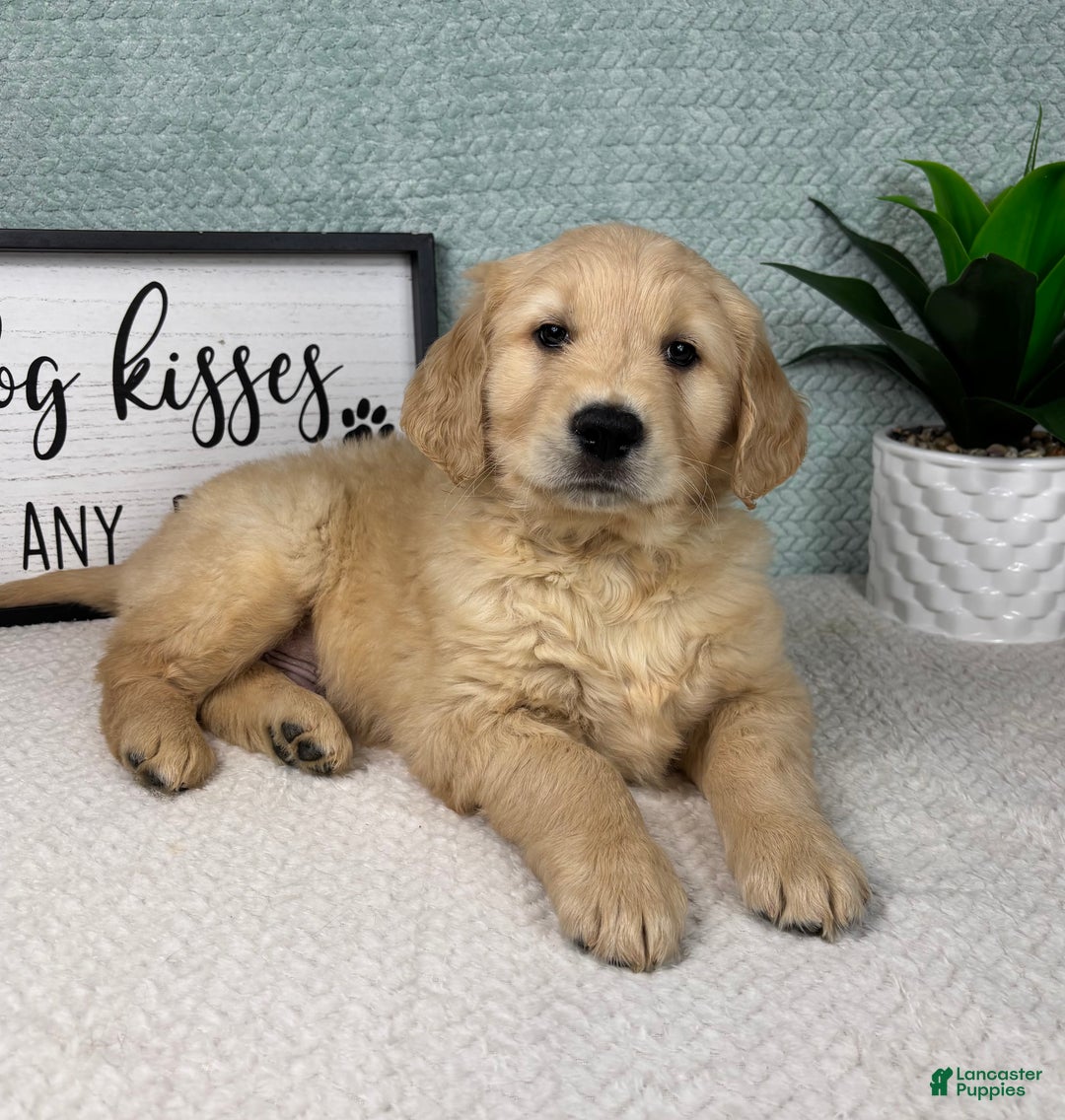 Golden Retriever dogs for sale: Grant - Ad 1