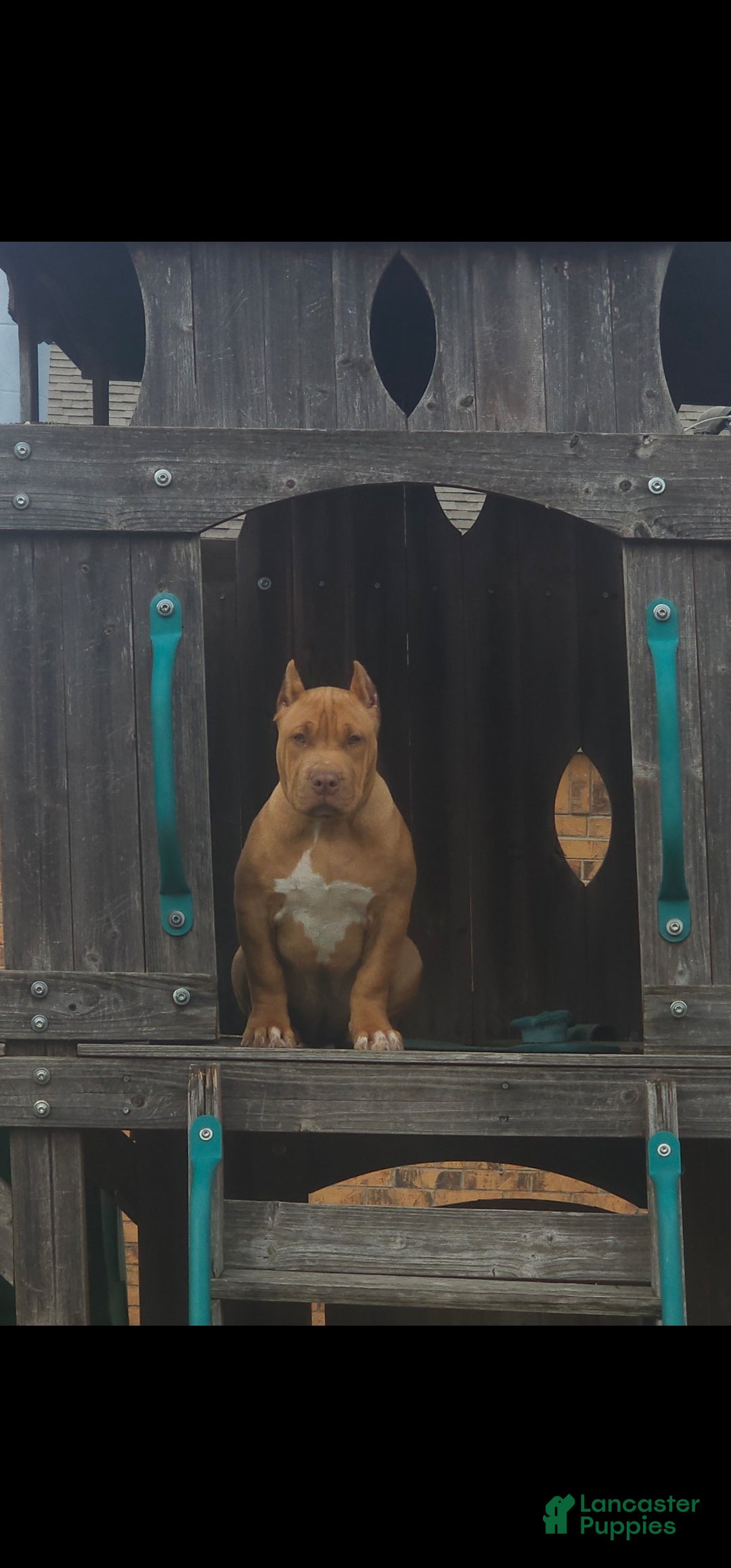 American Bully dogs American Bully Puppy 1 - Ad 2