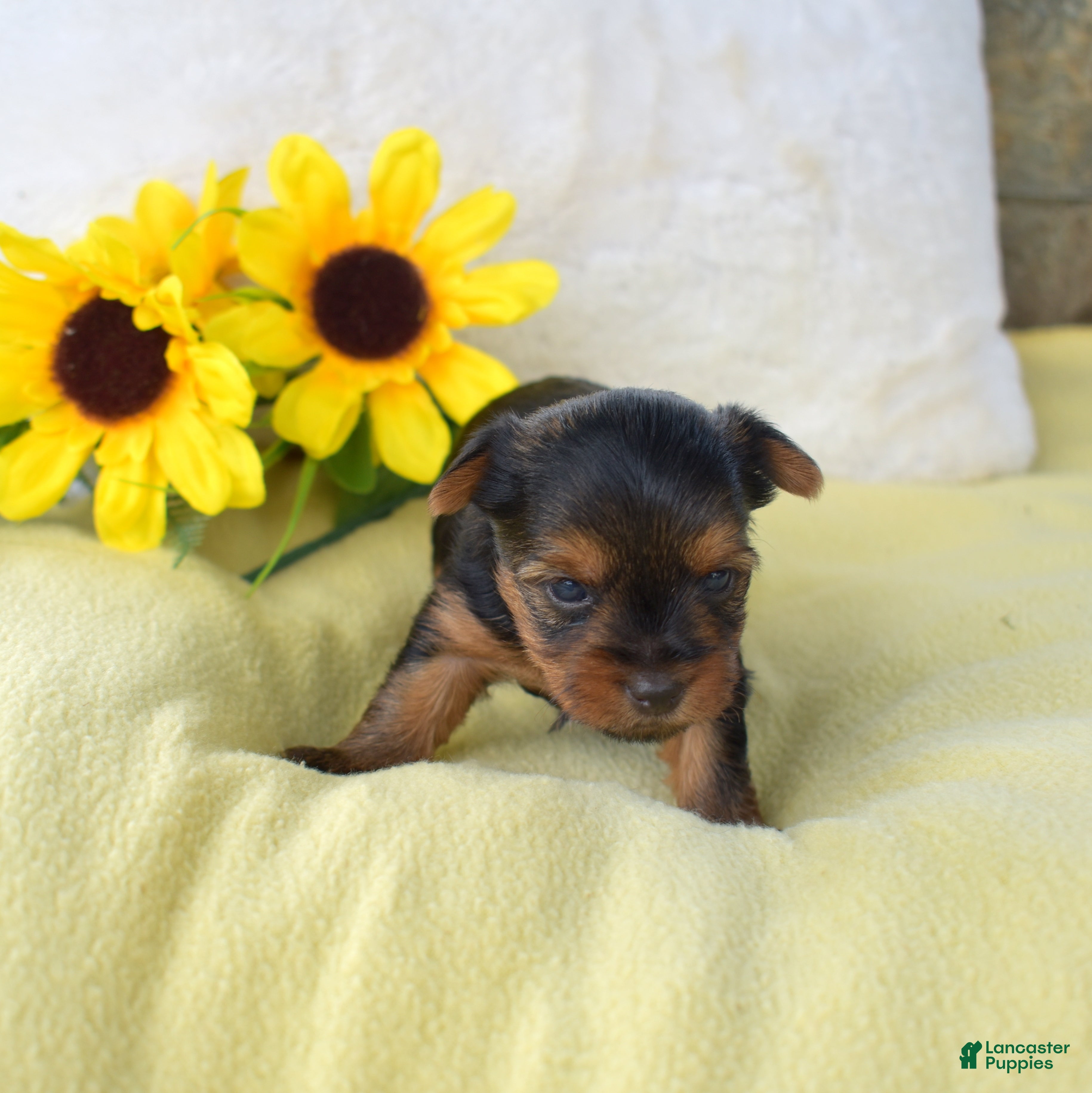 Yorkshire Terrier dogs Pluto - Ad 2