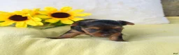 Yorkshire Terrier dogs for sale: Pluto - Ad 2