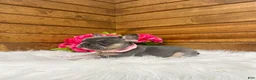 French Bulldog dogs for sale: Molli - Ad 3
