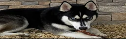 Pomsky dogs for sale: Rambo- Brown Collar - Ad 5