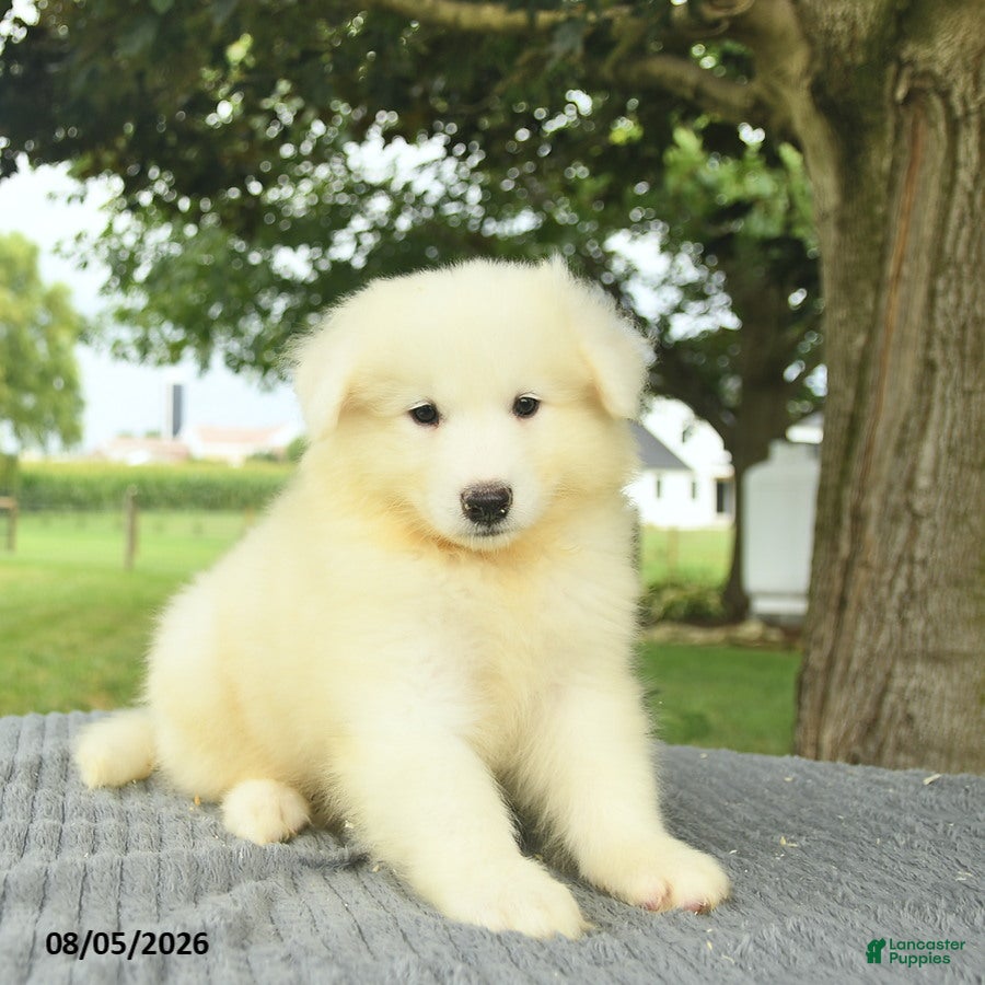 Samoyed dogs Sport  - Ad 2