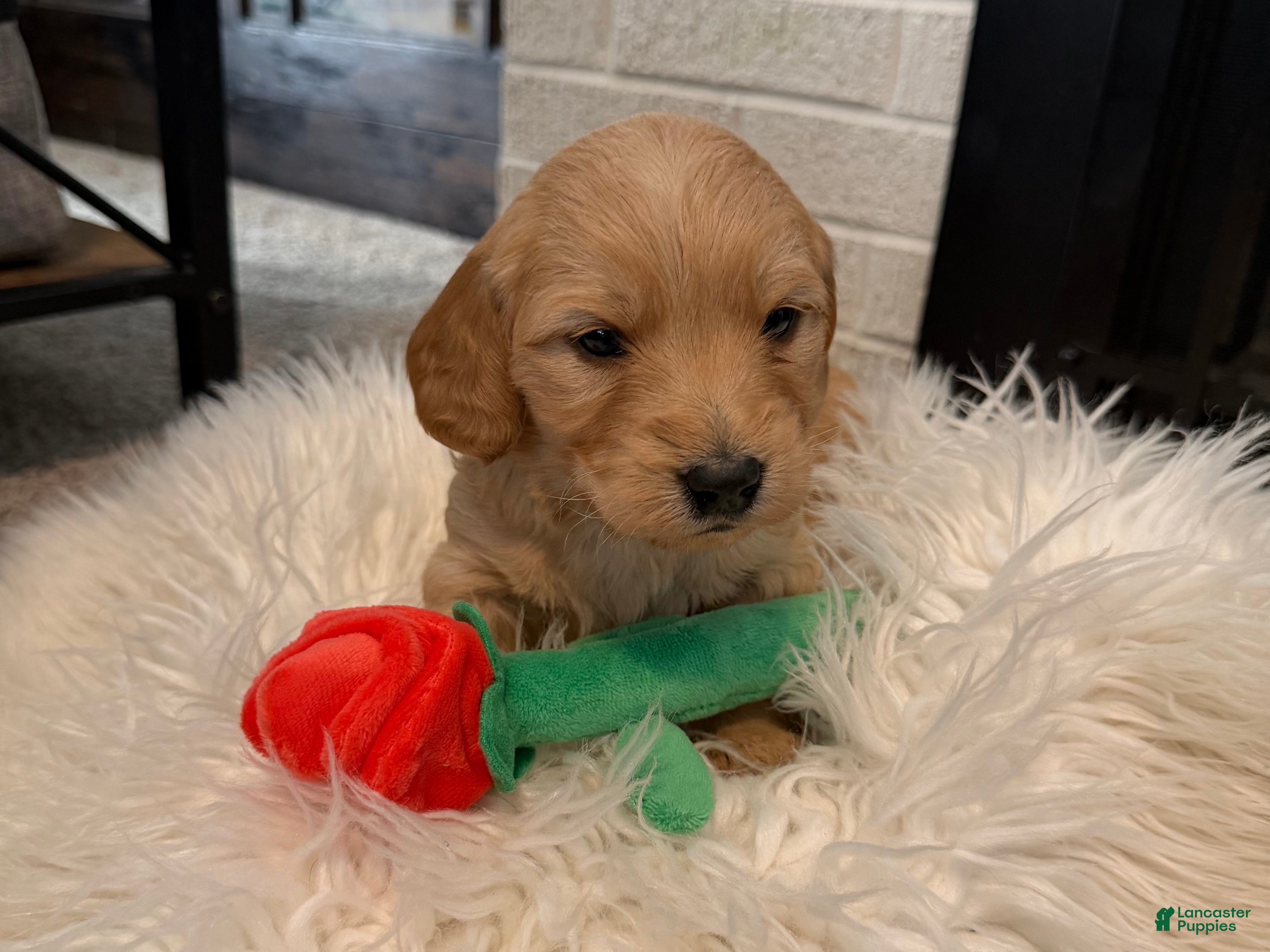 Mini Goldendoodle dogs Blaze - Ad 40