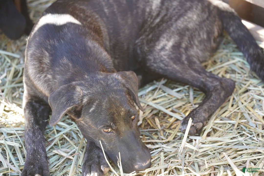 Mixed Breed dogs for sale: Tiger Tiscar Farm Dog - Ad 11