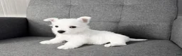 West Highland Terrier dogs for sale: Moses - Ad 3