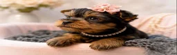 Yorkshire Terrier dogs for sale: Poppy 1.6lbs - Ad 2