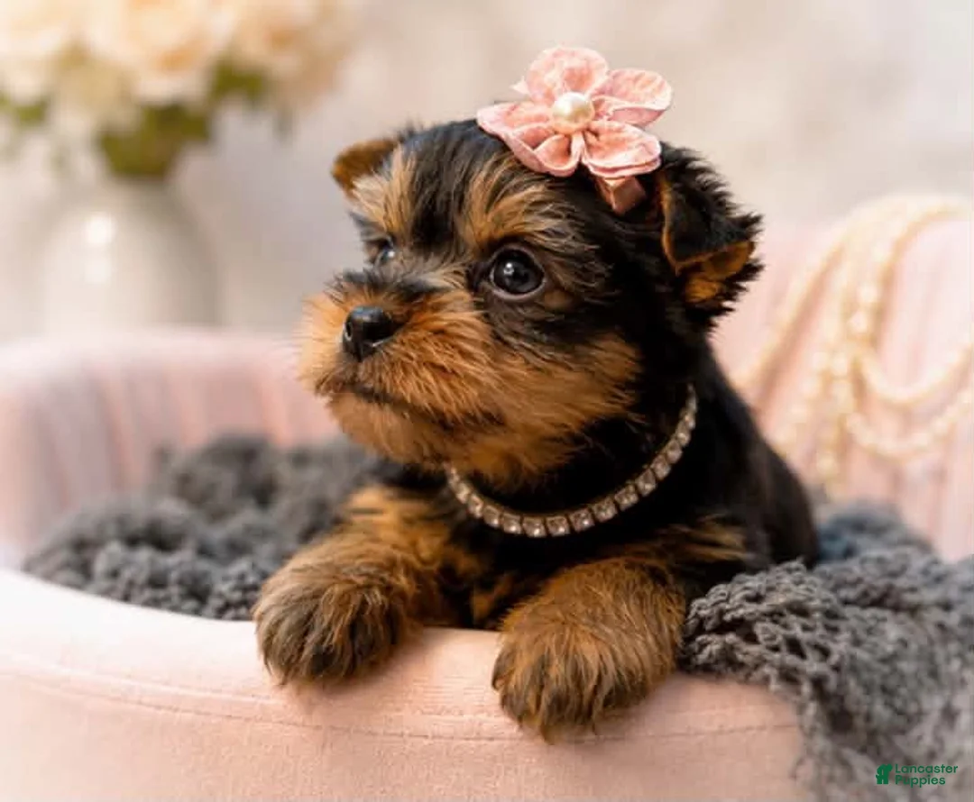 Yorkshire Terrier dogs for sale: Poppy 1.6lbs - Ad 2