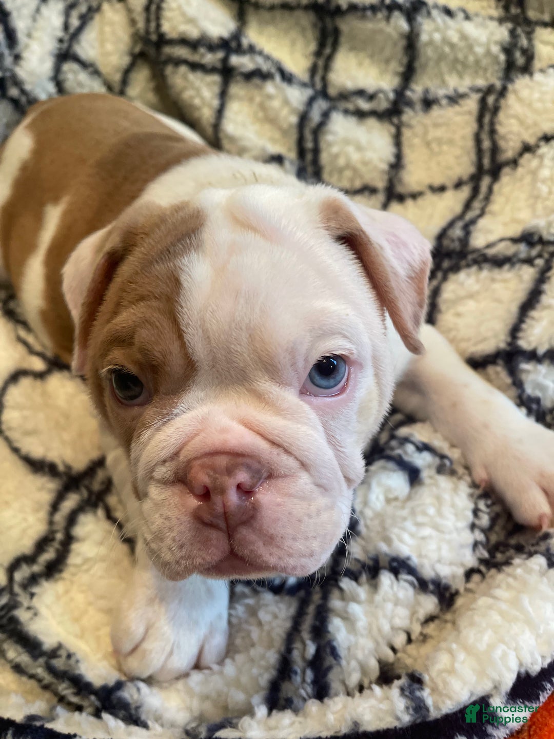English Bulldog dogs for sale: English Bulldog Puppy 5 - Ad 39