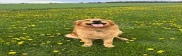 Golden Retriever dogs for sale: Green Boy - Ad 6
