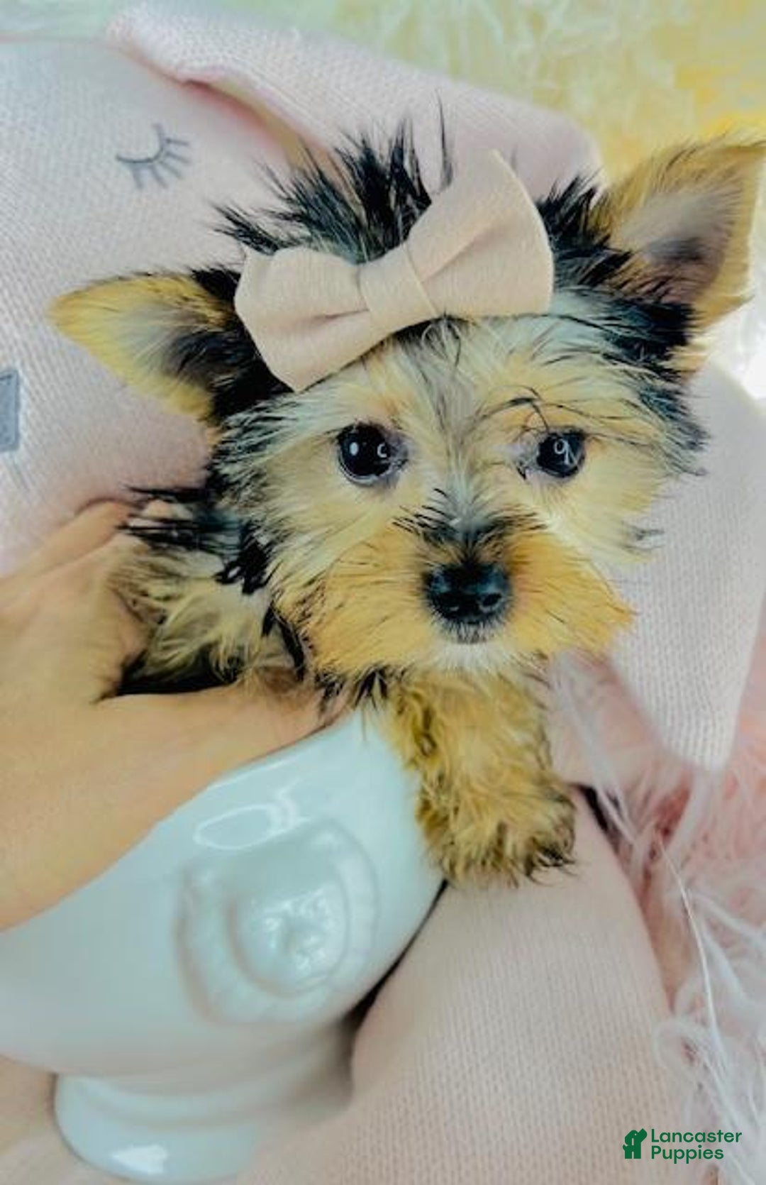 Yorkshire Terrier dogs for sale: Yorkshire Terrier Puppy 1 - Ad 2